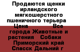 Продаются щенки ирландского мягкошерстного пшеничного терьера › Цена ­ 30 000 - Все города Животные и растения » Собаки   . Приморский край,Спасск-Дальний г.